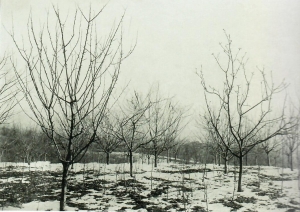 История фруктового сада на Павловой даче