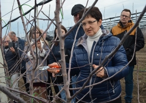 Опытные садоводы поделились «секретами» обрезки плодовых деревьев