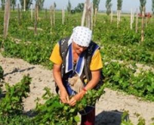 Союз виноделов РФ: виноградники появятся в каждом районе Ставрополья через два-три года.