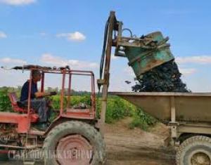 На Ставрополье собраны первые 6 тысяч тонн винограда