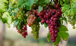 В 2025 году урожай винограда в России ожидается близким к рекорду