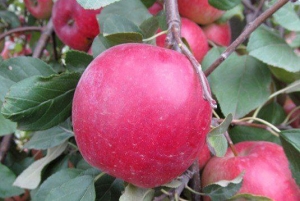 На Ставрополье продолжается сбор яблок