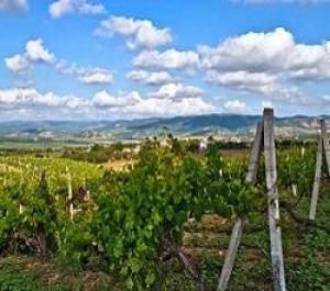 Кабмин РФ с учетом замечаний поддержал проект о нормах развития виноградрства и виноделия