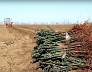 Агрофирма «Южная» винного холдинга «Ариант» запускает в работу крупнейший в России питомник виноградных саженцев