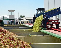 Закупка яблок на промышленную переработку.