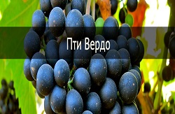 Сорта Лефкадии: Пти Вердо