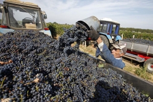 Ставропольские виноградари завершили сбор урожая