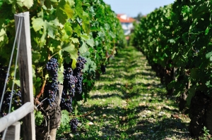 Депутаты продолжают поддерживать российское виноградарство