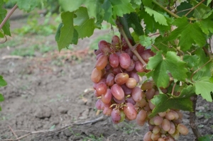 Эксперт: закон о виноградарстве и виноделии повысил спрос на ставропольский виноград