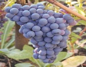 Молдова: Столовый виноград не покрывает спрос