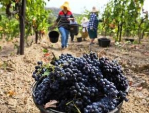Володин: российские виноделы сразу почувствуют эффект от закона о виноградарстве