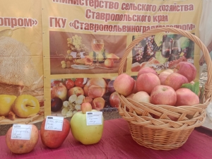 &laquo;Ставропольское яблоко&raquo; собрало в Георгиевске всех жителей России!