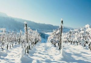 На Алтае решили создать ледяное вино